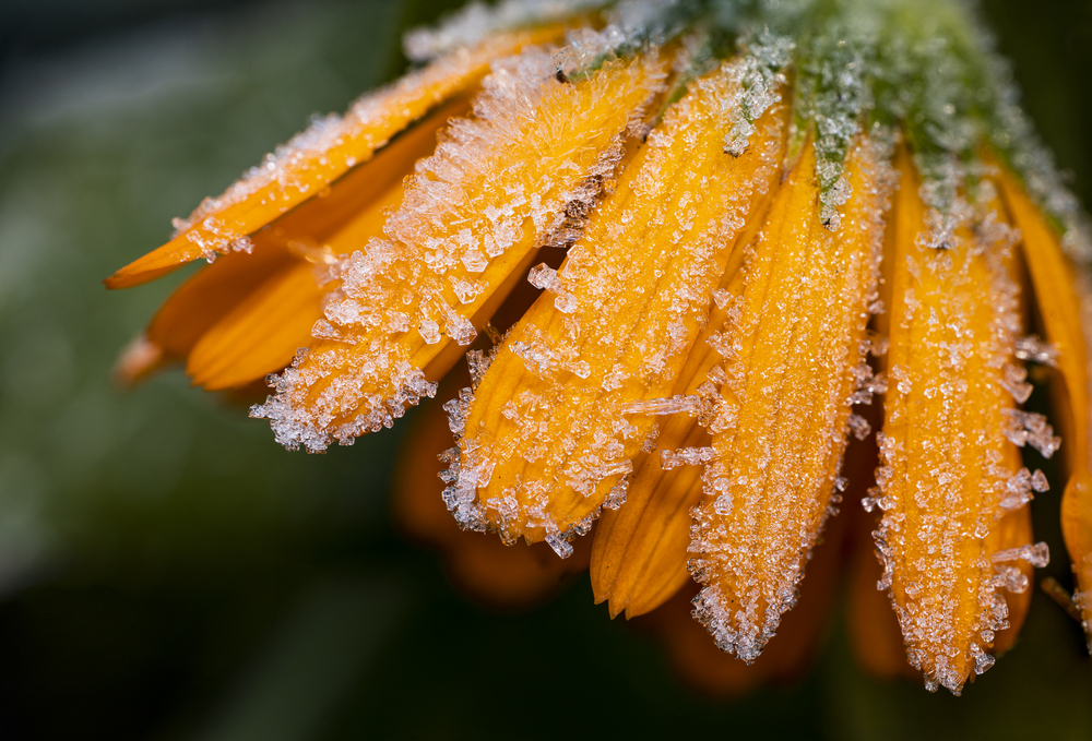 Frost on an orange flower